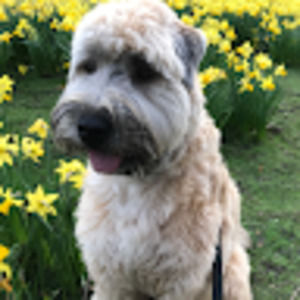 Meet your Posher, Wesley